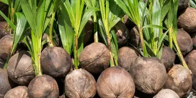 coconut varieties