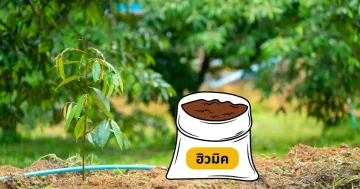วิธีใช้ฮิวมิคในทุเรียน