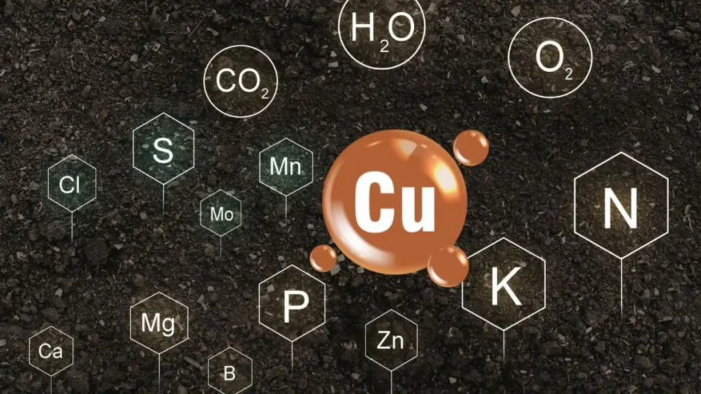 ทองแดง (Cu) - มีบทบาทในการสังเคราะห์แสงและการสร้างผนังเซลล์