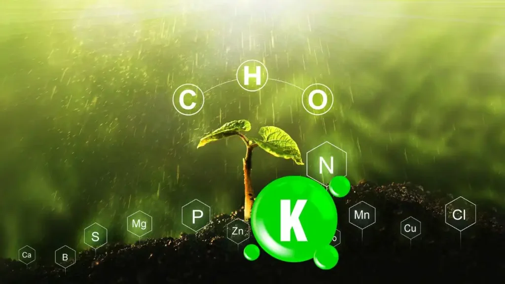 โพแทสเซียม (K) - ช่วยในการสร้างผล การควบคุมการเปิด-ปิดปากใบ และการต้านทานโรค