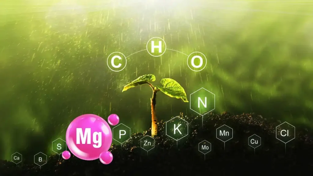 แมกนีเซียม (Mg) - องค์ประกอบสำคัญของคลอโรฟิลล์ และการสังเคราะห์แสง