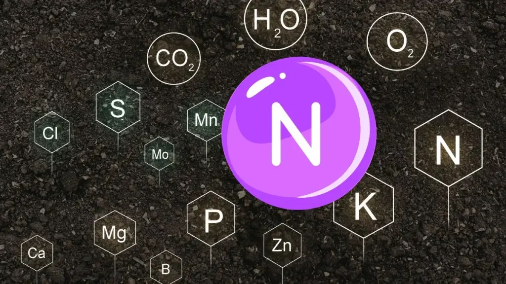 ไนโตรเจน (N) - จำเป็นสำหรับการเจริญเติบโตของใบ การสร้างโปรตีน และคลอโรฟิลล์