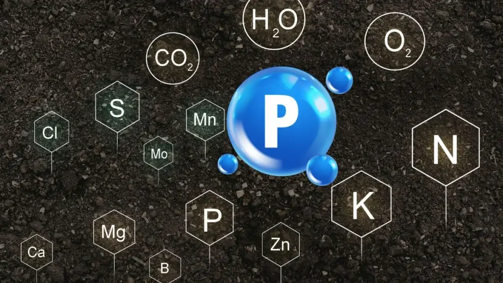 ฟอสฟอรัส (P) - สำคัญต่อการพัฒนาระบบราก การออกดอก และการสร้าง ATP